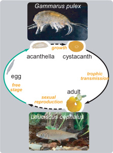cycle de Pomphorhynchus laevis