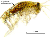 Coitocaecum parvum infected amphipod