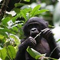 bonobo_ida