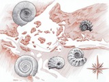 dessin ammonites v