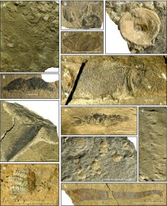 Quelques fossiles remarquables des nouveaux sites associés au Paris Biota (A) Accumulation d’ammonites. (B) Brachiopodes Orbiculoidea. (C) Un thylacocéphale (crustacé). (D) Vertèbre d’ichtyosaure. (E, H) Spécimens de crevettes. (F, G) Spécimen complet et une nageoire caudale de Bobasatrania, un poisson typique de la fin du Permien et du Trias inférieur. (I) Spécimens de bivalves. (J) Empreinte de limule. (K) Fragment d’une ophiure (échinoderme). (L) Une éponge protomonaxonide. L'échelle représente 1 cm.