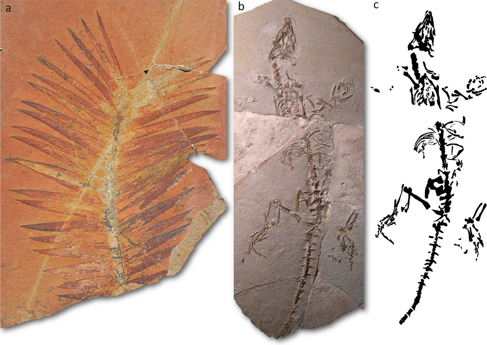 Exemples de fossiles issus des calcaires lithographiques du Causse Méjean (Jurassique supérieur, -150 millions d’années). a, fronde de Zamites, longueur = 20 cm (coll. Lafaurie). b-c, squelette de rhynchocéphale (Kallimodon cerinensis), longueur = 21 cm (coll. Musée de Millau et des Grands Causses)
