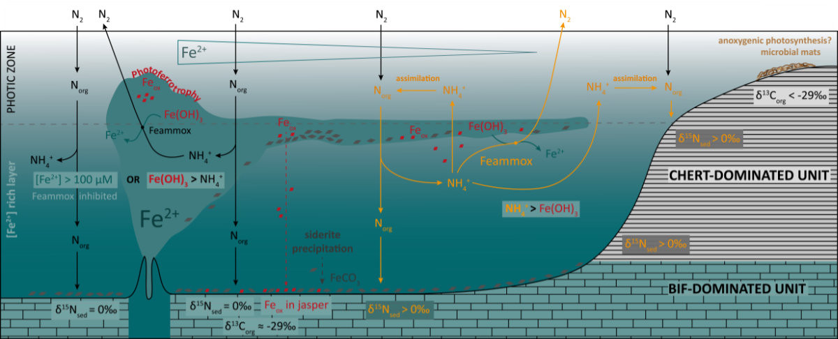 Modèle illustrant comment les cycles de l’azote et du fer ont pu interagir dans les conditions anoxiques et ferrugineuses des océans archéens.