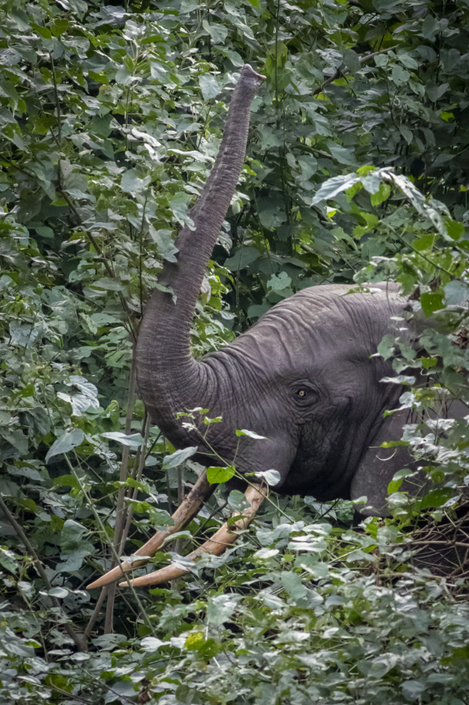 Éléphant de forêt (Loxodonta cyclotis) dans une forêt du Gabon. Crédit photo Philippe Chassot