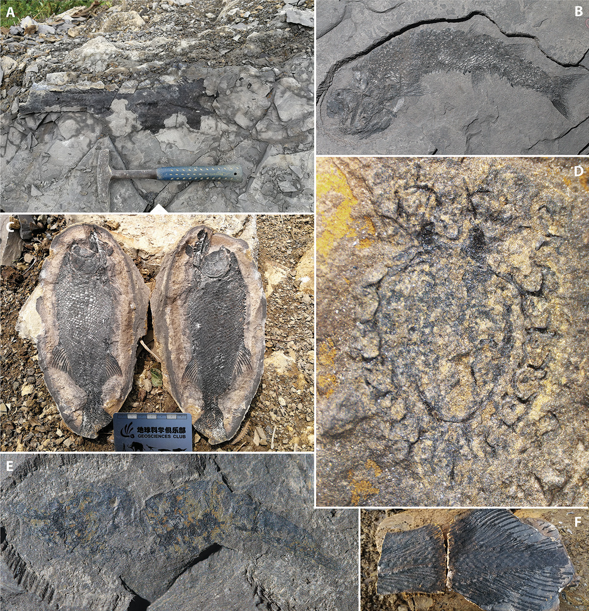 Quelques fossiles remarquables trouvés dans le Guiyang Biota (Guizhou, Chine du Sud), daté du Dienérien (~1 million d’années après l’extinction de masse Permien/Trias), Trias inférieur, et photographiés sur le terrain. A : poisson cœlacanthe indéterminé encore dans les niveaux fossilifères (taille du marteau ~30 cm) ; B :  poisson Teffichthys elegans (longueur ~20 cm) ; C : poisson Watsonulus sp. (longueur ~25 cm) extrait d’un nodule ; D : crustacé Cyclida (longueur ~1.5 cm) ; E : crevette Aegearidae (longueur ~2 cm)  ; F : nageoire caudale de poisson cœlacanthe (longueur ~20 cm). Photos X. Dai.