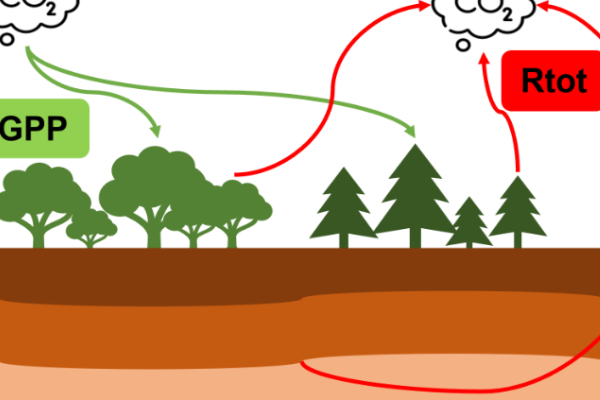 Diagram of the climate impact on carbone exchanges (NEE: Net Ecosystem Exchange, GPP: Gross Primary Production, Rtot: Total Respiration) in temperate forests