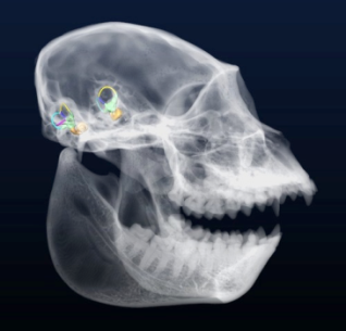 Scanner (gris) et reconstruction 3D (zone colorée) des oreilles internes chez un <i>Alouatta</i> (singe hurleur)