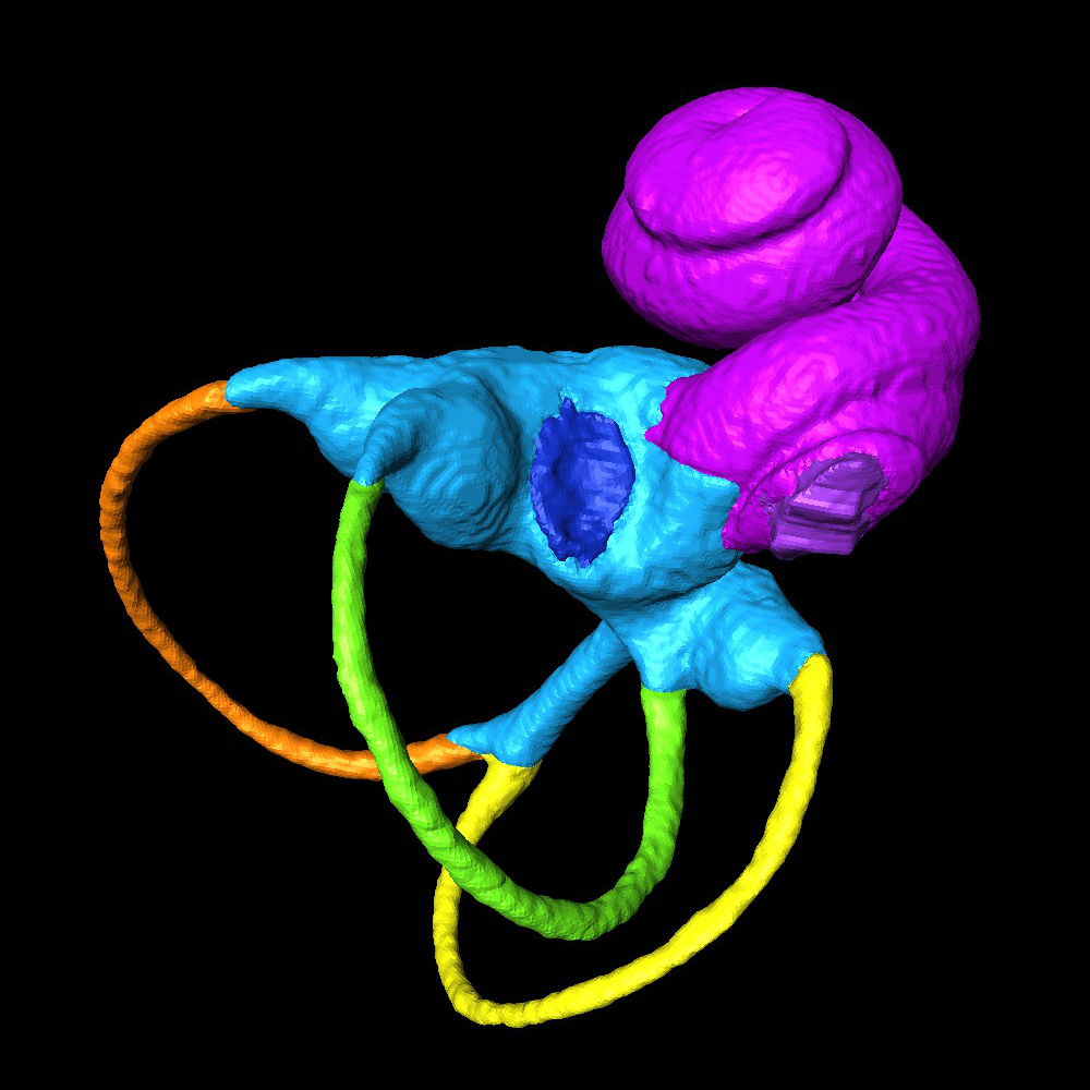 Reconstruction des structures de l'oreille interne chez Cheirogaleus major (famille des Lemuriformes). En rose la cochlée, en bleu le vestibule, en vert le canal semicirculaire antérieur, en orange le canal semicirculaire latéral, en jaune le canal semicirculaire postérieur
